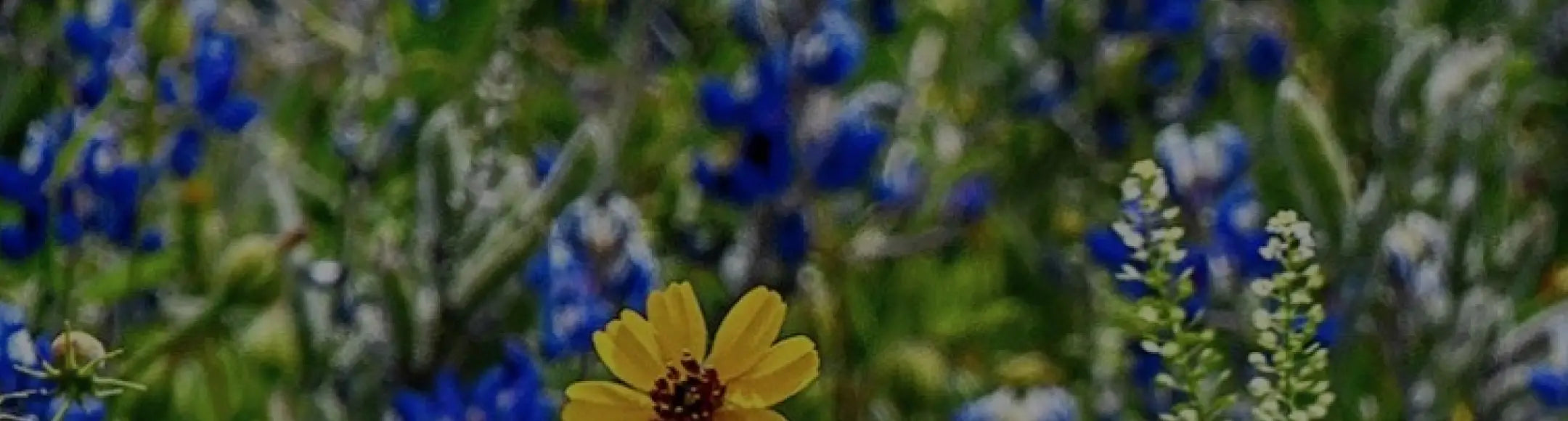 Several varieties of Texas wildflowers in a green field.