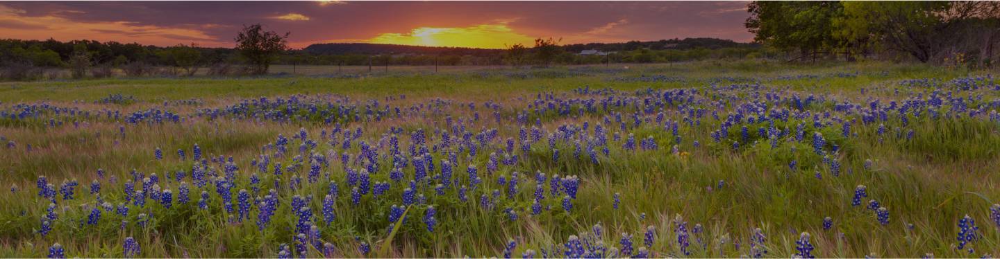 Expansive field in Texas at sunset – the field is blooming with bluebonnets.