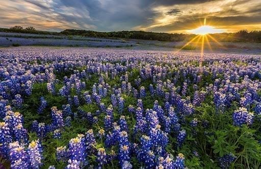 Wildflower season: pairing Texas gifts with scenic views